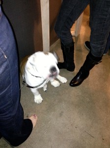 It's a tie between the pandas at San Diego Zoo, Shamu at Sea World, and the beer scene. So, we had to combine animals and beer with this visitor at Alesmith's tasting room.