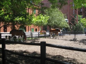 The Budweiser clydesdales
